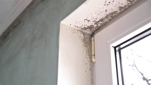 Best Mold Damage Restoration  in South Blooming Grove, NY